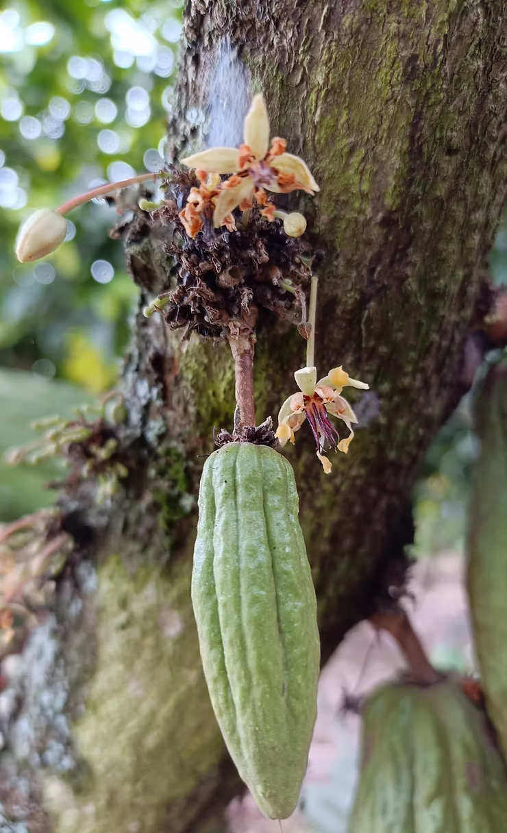 ELEGIDA LA TERNA CON LOS REPRESENTANTES POR PARTE DE LOS EXPORTADORES DE CACAO AL FONDO DE ESTABILIZACIÓN DE PRECIOS - FEPCACAO ELECCIONES CACAOTERAS 2025